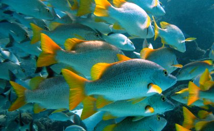 Fish numbers increased in those marine areas that were adequately staffed Fish numbers increased in those marine areas that were adequately staffed